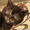 Шотландские    котята - <ro>Изображение</ro><ru>Изображение</ru> #2, <ru>Объявление</ru> #1395943