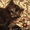 Шотландские    котята - <ro>Изображение</ro><ru>Изображение</ru> #3, <ru>Объявление</ru> #1395943
