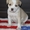  американского стаффордширского терьера щенки - <ro>Изображение</ro><ru>Изображение</ru> #3, <ru>Объявление</ru> #1401230