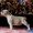  американского стаффордширского терьера щенки - <ro>Изображение</ro><ru>Изображение</ru> #7, <ru>Объявление</ru> #1401230