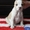  американского стаффордширского терьера щенки - <ro>Изображение</ro><ru>Изображение</ru> #1, <ru>Объявление</ru> #1401230