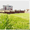 Стрижка газона; покос травы, тримерная стрижка - <ro>Изображение</ro><ru>Изображение</ru> #3, <ru>Объявление</ru> #1406059
