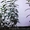  Cаженцы бирючина обыкновенная, живая изгородь  - <ro>Изображение</ro><ru>Изображение</ru> #2, <ru>Объявление</ru> #1427496