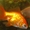 Продажа золотых рыбок! АКЦИЯ!!! Корм "Золотая рыбка" в подарок!  - <ro>Изображение</ro><ru>Изображение</ru> #3, <ru>Объявление</ru> #1448374