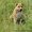 Продается очень шикарный щенок американского стаффордширского терьера - <ro>Изображение</ro><ru>Изображение</ru> #1, <ru>Объявление</ru> #1454736