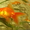 Продажа золотых рыбок! АКЦИЯ!!! Корм "Золотая рыбка" в подарок!  - <ro>Изображение</ro><ru>Изображение</ru> #2, <ru>Объявление</ru> #1448374