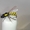 Мушки Оса, комарики, жуки, мухи - <ro>Изображение</ro><ru>Изображение</ru> #1, <ru>Объявление</ru> #1454226