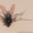 Мушки Оса, комарики, жуки, мухи - <ro>Изображение</ro><ru>Изображение</ru> #2, <ru>Объявление</ru> #1454226