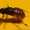 Мушки Оса, комарики, жуки, мухи - <ro>Изображение</ro><ru>Изображение</ru> #5, <ru>Объявление</ru> #1454226
