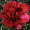 Очаровательные махровые травянистые пионы из частной коллекции - <ro>Изображение</ro><ru>Изображение</ru> #5, <ru>Объявление</ru> #1468864