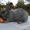 Самцы и самки серебристых кроликов (круглогодично) #1468858