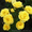 Саженцы роз с открытой корневой системой, привитые на шиповнике, двухлетки - <ro>Изображение</ro><ru>Изображение</ru> #3, <ru>Объявление</ru> #1468860