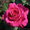 Саженцы роз с открытой корневой системой,  привитые на шиповнике,  двухлетки #1468860
