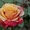 Саженцы роз с открытой корневой системой, привитые на шиповнике, двухлетки - <ro>Изображение</ro><ru>Изображение</ru> #10, <ru>Объявление</ru> #1468860