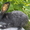 Самцы и самки серебристых кроликов (круглогодично) - <ro>Изображение</ro><ru>Изображение</ru> #6, <ru>Объявление</ru> #1468858