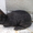 Самцы и самки серебристых кроликов (круглогодично) - <ro>Изображение</ro><ru>Изображение</ru> #8, <ru>Объявление</ru> #1468858