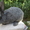 Самцы и самки серебристых кроликов (круглогодично) - <ro>Изображение</ro><ru>Изображение</ru> #3, <ru>Объявление</ru> #1468858