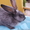 Самцы и самки серебристых кроликов (круглогодично) - <ro>Изображение</ro><ru>Изображение</ru> #4, <ru>Объявление</ru> #1468858