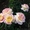 Саженцы роз с открытой корневой системой, привитые на шиповнике, двухлетки - <ro>Изображение</ro><ru>Изображение</ru> #5, <ru>Объявление</ru> #1468860