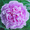 Очаровательные махровые травянистые пионы из частной коллекции - <ro>Изображение</ro><ru>Изображение</ru> #2, <ru>Объявление</ru> #1468864