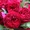 Саженцы роз с открытой корневой системой, привитые на шиповнике, двухлетки - <ro>Изображение</ro><ru>Изображение</ru> #6, <ru>Объявление</ru> #1468860