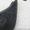Лачетти Хэтчбек GM Брызговик задней правый 96545638 - <ro>Изображение</ro><ru>Изображение</ru> #3, <ru>Объявление</ru> #1460370