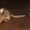 Абиссинский котенок - неповторимость и шик вашего дома - <ro>Изображение</ro><ru>Изображение</ru> #3, <ru>Объявление</ru> #380702