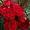Саженцы роз с открытой корневой системой, привитые на шиповнике, двухлетки - <ro>Изображение</ro><ru>Изображение</ru> #8, <ru>Объявление</ru> #1468860