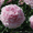 Очаровательные махровые травянистые пионы из частной коллекции - <ro>Изображение</ro><ru>Изображение</ru> #3, <ru>Объявление</ru> #1468864