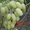  саженцы винограда,  очень ранних,  ранних,  средних и поздних сортов.  #1483620