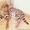 Коты саванна ф1 у вас дома - <ro>Изображение</ro><ru>Изображение</ru> #2, <ru>Объявление</ru> #1477595