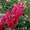 красный каштан Aesculus carnea для озеленения  - <ro>Изображение</ro><ru>Изображение</ru> #1, <ru>Объявление</ru> #1484162