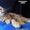 Котята Мейн Кун от Чемпиона Мира #1484569