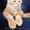 Котята Мейн Кун от Чемпиона Мира - <ro>Изображение</ro><ru>Изображение</ru> #3, <ru>Объявление</ru> #1484569