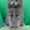 Котята Мейн Кун от Чемпиона Мира - <ro>Изображение</ro><ru>Изображение</ru> #2, <ru>Объявление</ru> #1484569