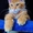 Котята Мейн Кун от Чемпиона Мира - <ro>Изображение</ro><ru>Изображение</ru> #1, <ru>Объявление</ru> #1484569