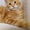 Котята Мейн Кун от Чемпиона Мира - <ro>Изображение</ro><ru>Изображение</ru> #5, <ru>Объявление</ru> #1484569