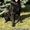Черная немецкая овчарка - <ro>Изображение</ro><ru>Изображение</ru> #1, <ru>Объявление</ru> #1484845