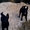 Черные щенки немецкой овчарки рабочего разведения - <ro>Изображение</ro><ru>Изображение</ru> #2, <ru>Объявление</ru> #1491397