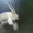 козы и козлята,  козы дойные от зааненского козла,  козлята от ламанча #1385053