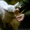 козы и козлята, козы дойные от зааненского козла, козлята от ламанча - <ro>Изображение</ro><ru>Изображение</ru> #2, <ru>Объявление</ru> #1385053