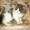 Экзотические короткошерстные котята биколорных окрасов #1494053
