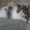 Экзотические короткошерстные котята биколорных окрасов - <ro>Изображение</ro><ru>Изображение</ru> #4, <ru>Объявление</ru> #1494053