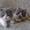 Экзотические короткошерстные котята биколорных окрасов - <ro>Изображение</ro><ru>Изображение</ru> #3, <ru>Объявление</ru> #1494053