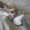Экзотические короткошерстные котята биколорных окрасов - <ro>Изображение</ro><ru>Изображение</ru> #8, <ru>Объявление</ru> #1494053