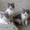 Экзотические короткошерстные котята биколорных окрасов - <ro>Изображение</ro><ru>Изображение</ru> #7, <ru>Объявление</ru> #1494053
