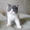 Экзотические короткошерстные котята биколорных окрасов - <ro>Изображение</ro><ru>Изображение</ru> #6, <ru>Объявление</ru> #1494053