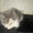 Экзотические короткошерстные котята биколорных окрасов - <ro>Изображение</ro><ru>Изображение</ru> #5, <ru>Объявление</ru> #1494053