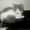 Экзотические короткошерстные котята биколорных окрасов - <ro>Изображение</ro><ru>Изображение</ru> #10, <ru>Объявление</ru> #1494053