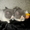 Экзотические короткошерстные котята биколорных окрасов - <ro>Изображение</ro><ru>Изображение</ru> #9, <ru>Объявление</ru> #1494053